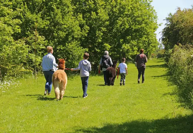10% off alpaca trekking at J and J Alpacas image