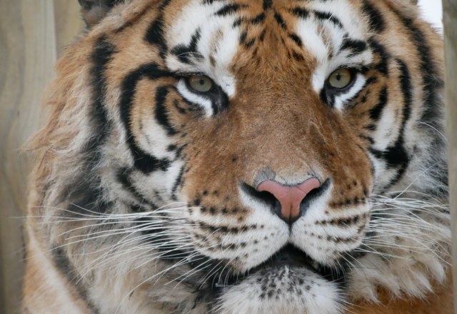 20% off tickets to Lincolnshire Wildlife Park image