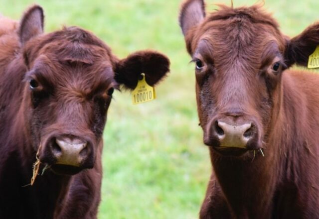 Lincoln Red Cattle Walk at South Ormsby Estate image