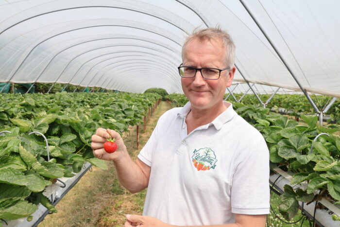 Image of RS19956_IMG_4496_lpr.JPG for Local strawberries land instore
