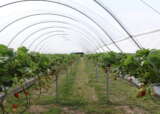 RS19945 IMG 4475 lpr