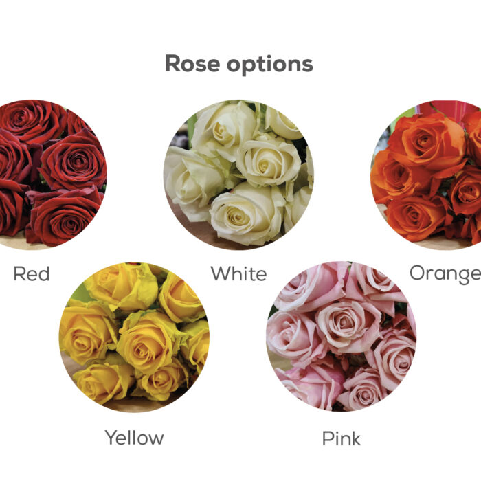Single Rose