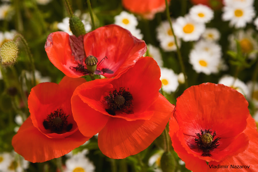 Картины с маками. Китайские маки. Мак в китае. Китайский мак цветок. Китайский мак цветок.