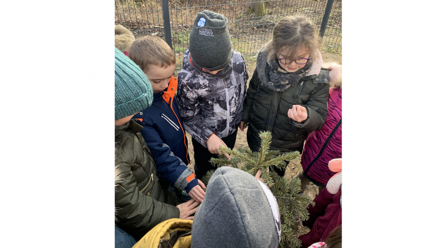 Y2 Tree
