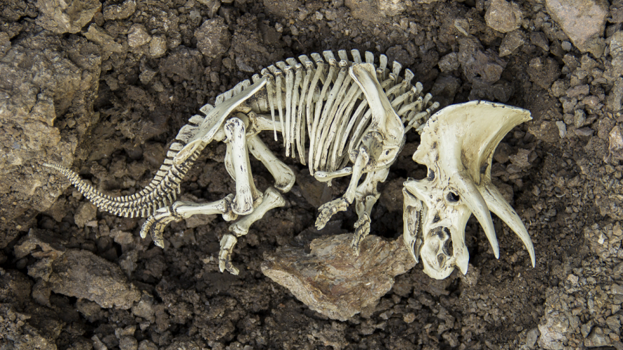 Extinction1