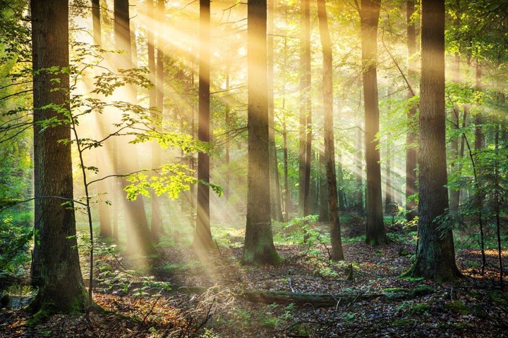 lastminute forest