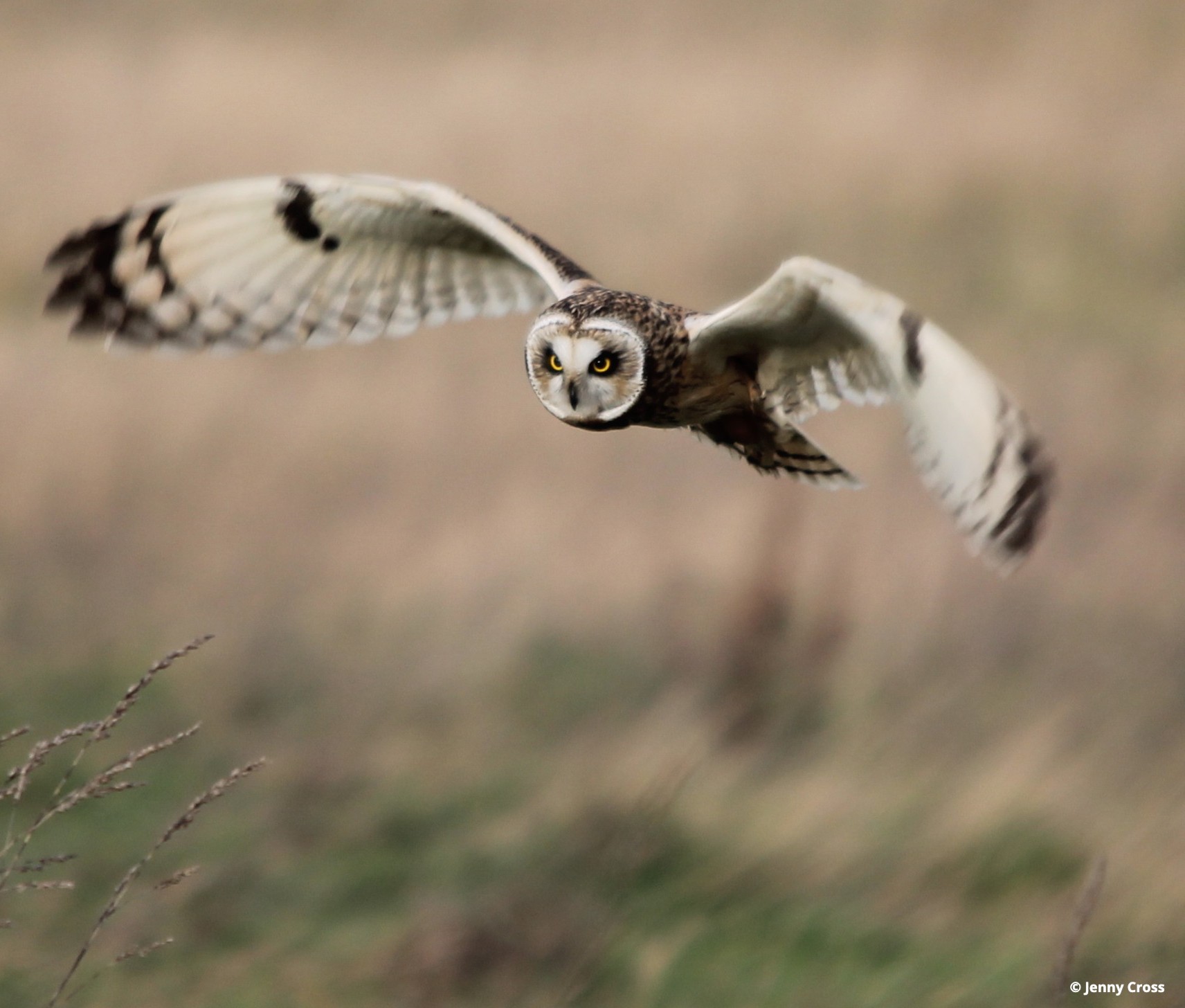 photo of owl taken from from Hampshire and isle of white facebook page