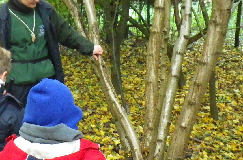 photo of owl taken from from Hampshire and isle of white facebook page