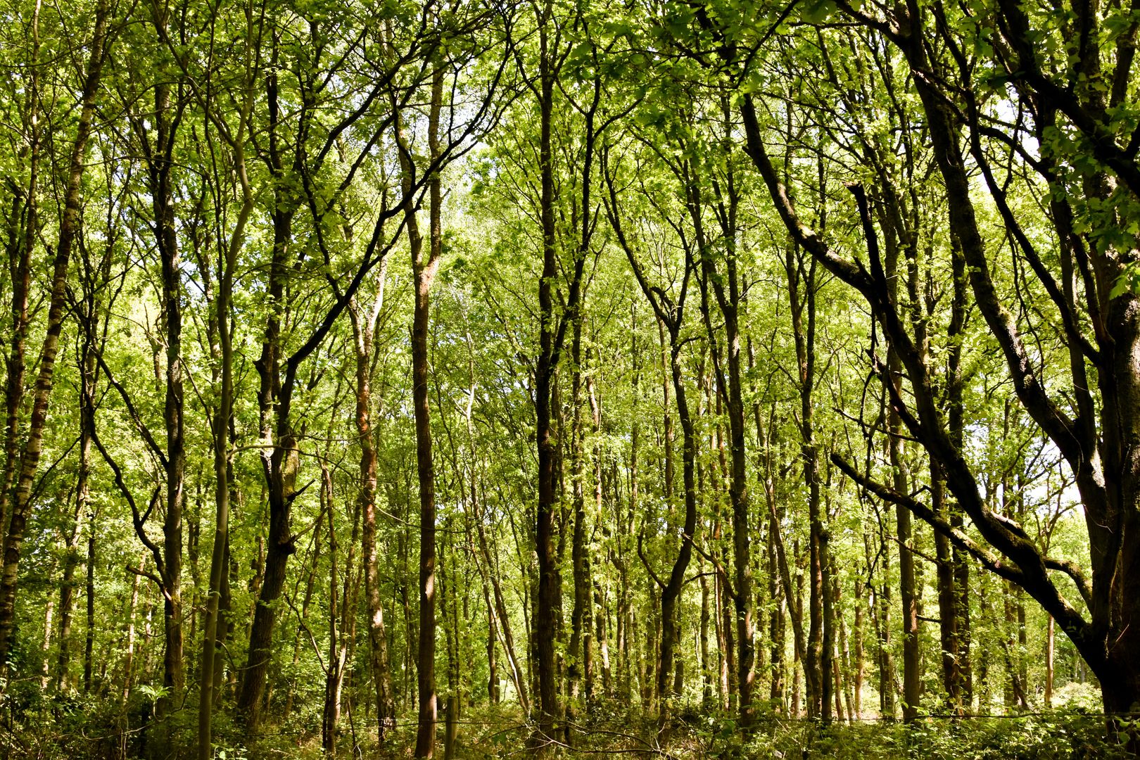 Card image event 1 image