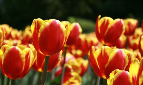 Card image event 1 image