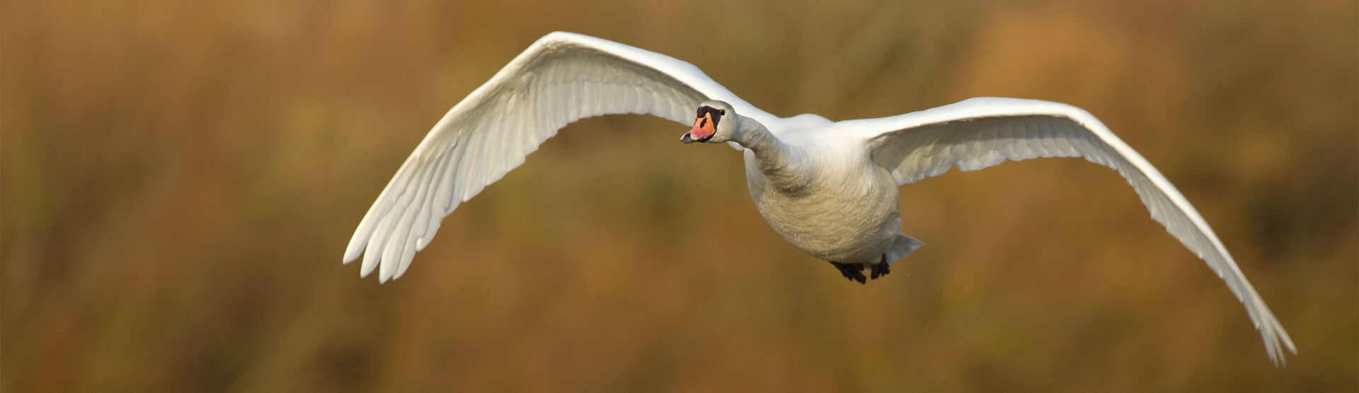 Card image event 1 image