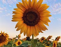 The Flower pot - Image 1 of 1