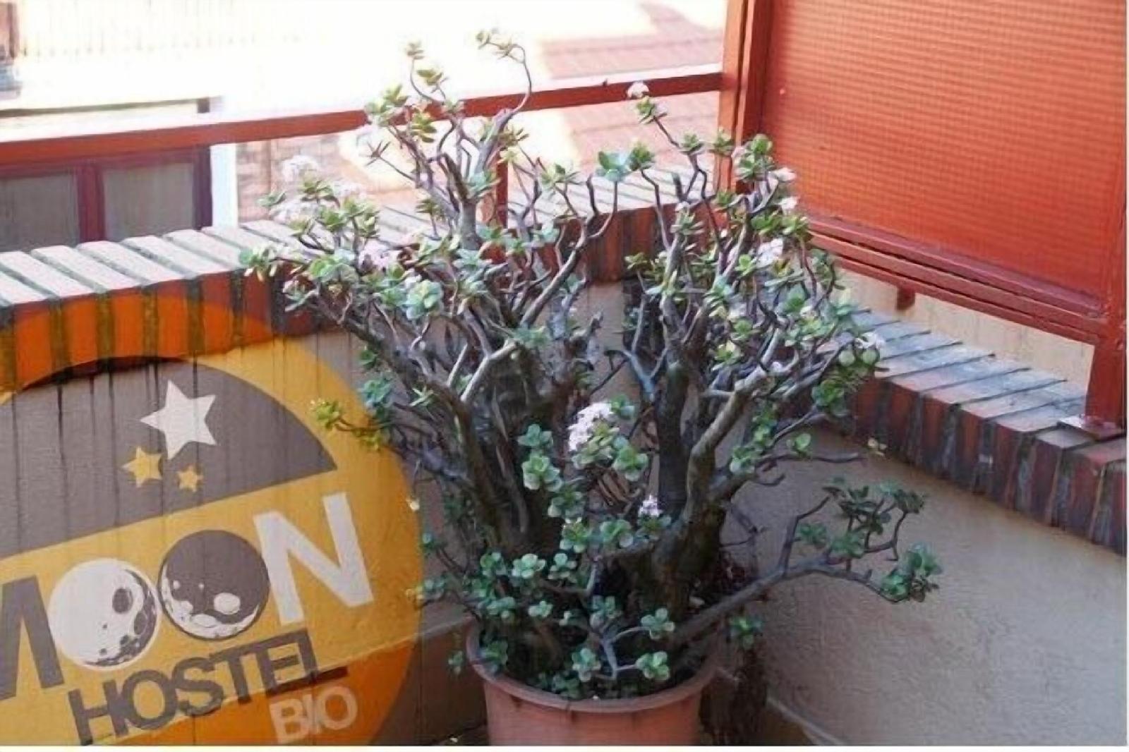Moon Hostel Bio