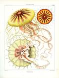 Biologie - Zoologie - - Haeckel, Ernst. Das System der Medusen. Erster Theil einer Monographie der