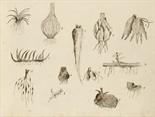 Biologie - Botanik - - Botanisches Manuskript "Notes on Botany" der Studentin Annie M. Wards. Mit 90