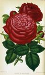 Biologie - Botanik - - Paul, William. The Rose Garden. In two Divisions. 1. Embracing the history of