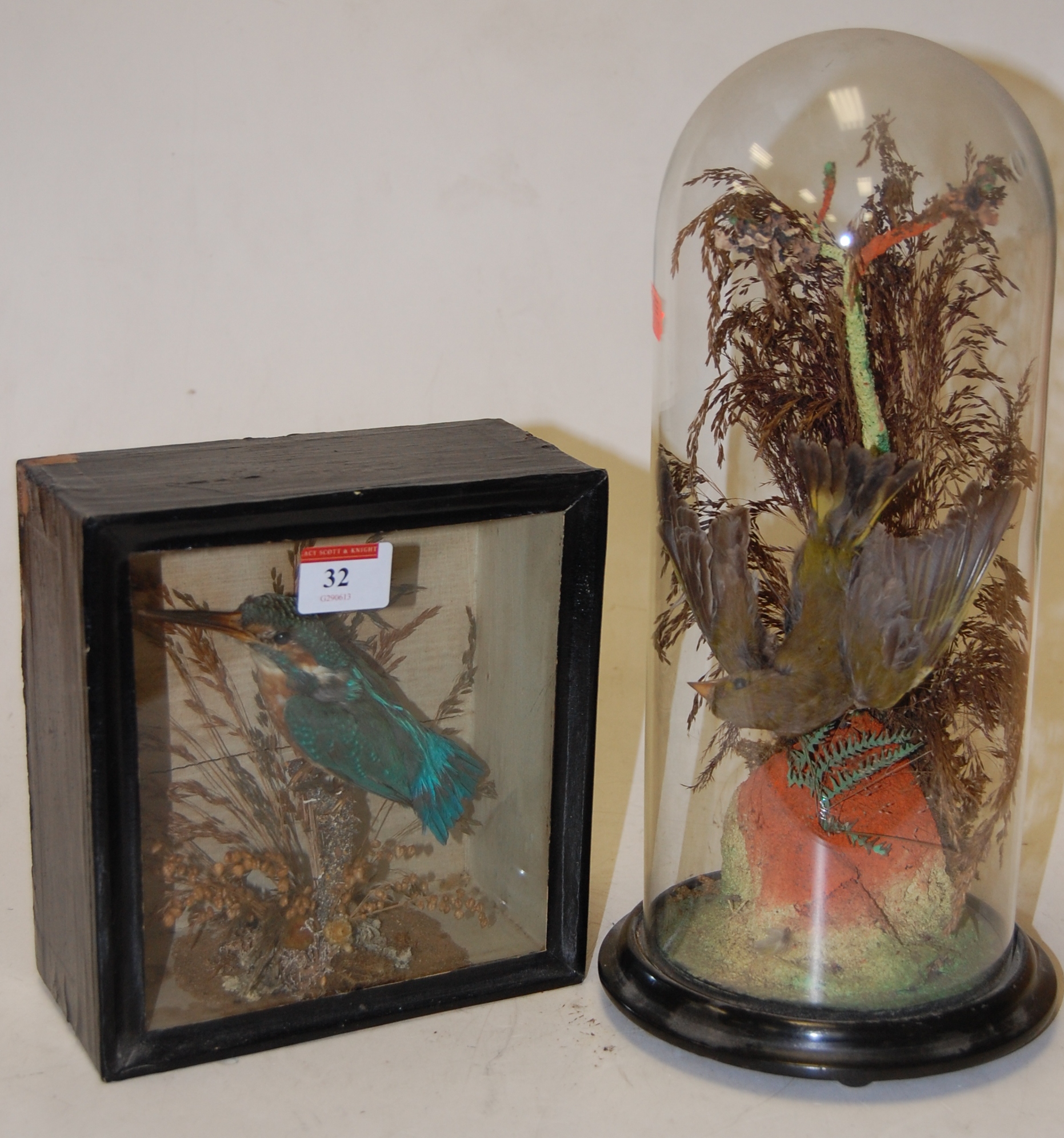 stuffed kingfisher for sale