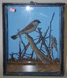A stuffed and mounted small bird in glazed display case