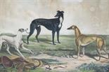 AFTER JOHN ARMSTRONG OF CARLISLE (fl. mid 19th century) Three Celebrated Greyhounds `Bab at the