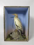 A mounted Egyptian Vulture in full adult plumage on naturalistic rock within black case, missing