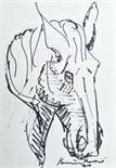 Hamish Mackie Head of a Horse signed and dated 2014, pencil underneath felt pen, 24.5 x 17.5cm.