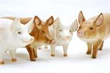 Four Beswick pigs, comprising two Tamworths, sow (4114) and pig (G215) and two Champion boars, 14.