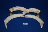 A pair of carved Ivory Crocodiles and a pair of carved Hog Tusks with brass bases