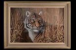 MARK CHESTER (F.W.A.S.) `EVER WATCHFUL` an original oil on canvas of an adult tiger in the