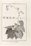 L`Heritier de Brutelle, C. L.,     Stirpes novae aut minus cognitae, quas desciptionibus et