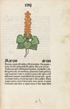 Herbarius Pataviae.     Lateinisch mit deutschen Synonymen. Mit 150 altkolor. Pflanzen-