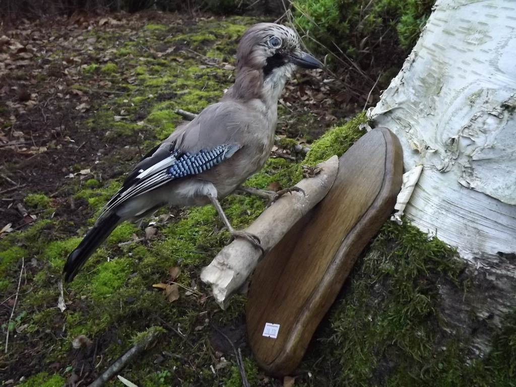 Taxidermy a mounted Blue Jay (bird)