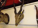 Taxidermy - the head and horns of a Blackbuck (Antilope Cervicapra) mounted on a wooden plaque - [