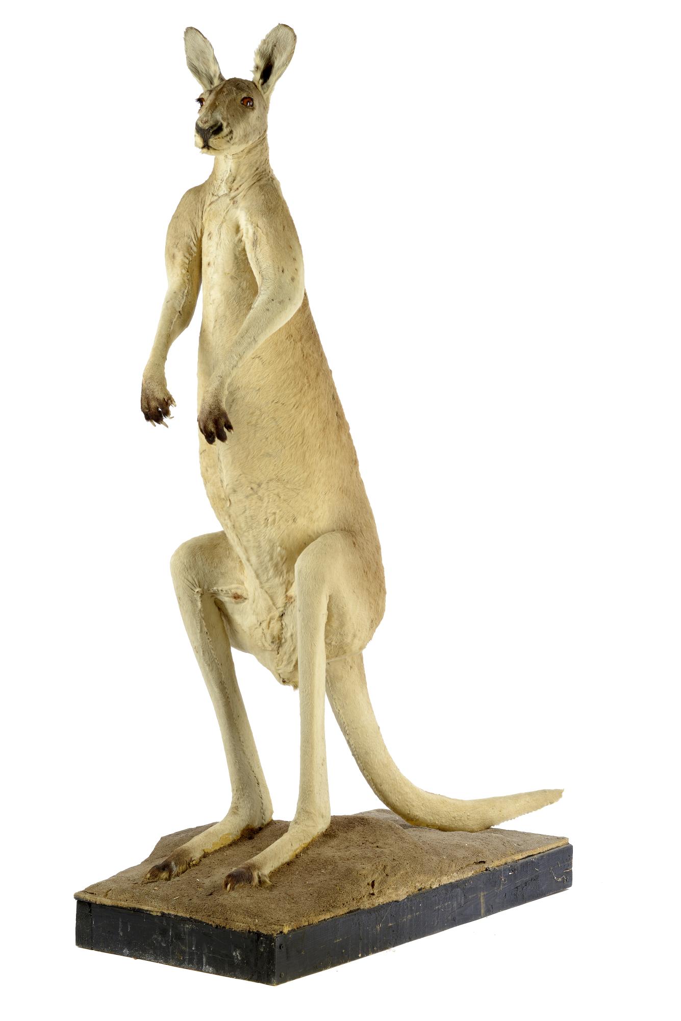 Taxidermy: A Red Kangaroo (Macropus rufus) Australian, early 20th
