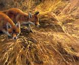 Fox Cubs. Oil on Canvas. Supplied framed. Painted in 2004. Image area 20" x 24" Mick Cawston