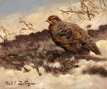 Partridge Oil on Panel. Supplied framed. Image area 10" x 12".  Mick Cawston