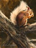 Red Squirrel Oil on Canvas. Framed. Image area 16" x 13" Mick Cawston