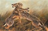 Boxing Hares Oil on Panel. Framed. Image area 16" x 24"  Mick Cawston