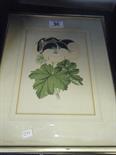 Gilt framed set of 3 hand coloured prints of flowers,