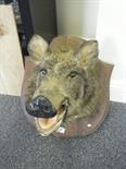 Mounted Taxidermy study of a Boars Head,