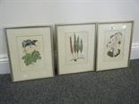 Gilt framed set of 3 antique style flower prints,