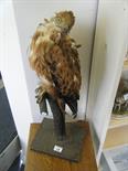 Taxidermy study of a bird of prey,