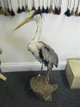 Taxidermy study of a cormorant, Standing on a tree trunk please view with care,