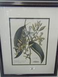 Good quality pair of framed coloured prints, botanical subjects, antique style