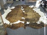 Full size brown and beige Cow Skin rug approx 8` long 8` wide