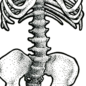 Uploads%2fillustrations%2fthumbsuploads%2f1435927353964 grzdhxy2ebuzncdi 9297a863e0fada1488797e22c7c200c2%2fskeleton001 thumb