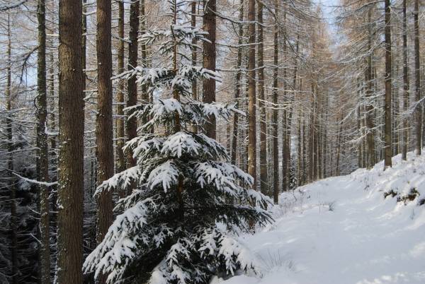 Image of Please note. This route is only signposted clockwise. Take the B7062 following the River Tweed towards Innerleithen and then on past Traquair House before heading south on the B709 towards the Gordon Arms. Head west on the A708 passing St Mary’s Loch and on past Megget Reservoir. You will pass the highest point of this route here before descending towards Talla Reservoir. At Tweedsmuir turn north on the A701. Take care as this road can sometimes be busy. Head north towards Broughton before heading back towards Peebles via Dreva and Dawyck Botanic Garden and on past Stobo on the B712. Take a loop to the south of Cademuir Hill before returning to Peebles.

There is much to see on this scenic route. Peebles with wonderful shopping for locals and visitors is situated on the banks of the River Tweed which flows all the way to Berwick upon Tweed. Take a stroll along the river or pay a visit to the Tweeddale Musuem & Gallery before heading off. Mountain biking fans may wish to pop into 7stanes Glentress for some world class mountain bike trails, or others may want to visit the Visitor Centre to learn more about the Tweed Valley Forest Park. In Innerleithen you can visit St Ronan’s Well Visitor Centre and Robert Smail’s Workshop. More mountain biking can be found at 7stanes Innerleithen. Scotland’s oldest inhabited house can be found at Traquair. This route then heads south towards the Gordon Arms before opening out at St Mary’s Loch. The route then climbs towards Megget and Talla Reservoirs where the highest point of the Borderloop can be found. From Tweedsmuir head north towards Broughton heart of John Buchan country, the author of The 39 Steps. Stop off at Dawyck Botanic Garden before heading back towards Peebles.

This loop has the highest point on the Borderloop at 450m between Megget and Talla Reservoirs, and with it there are some long climbs and descents (one very steep).
