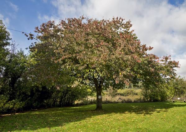 Image of An interesting short circular passing thorugh Melrose and two of its neighbouring settlements, Darnick and Gattonside; includes two crossings over the River Tweed on Lowood and Chain Bridges. The Chain Bridge was built in 1826 with a restriction placed on it that only 8 people were allowed on it at any one time; swinging the bridge was an offence. 

Newstead is not on the route line but is nearby and has a variety of facilites.