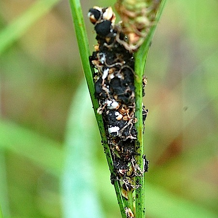 Anthracoidea echinospora