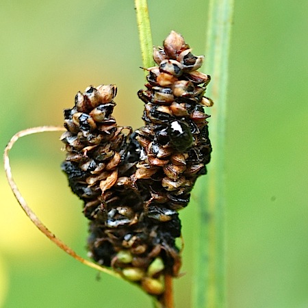 Anthracoidea echinospora