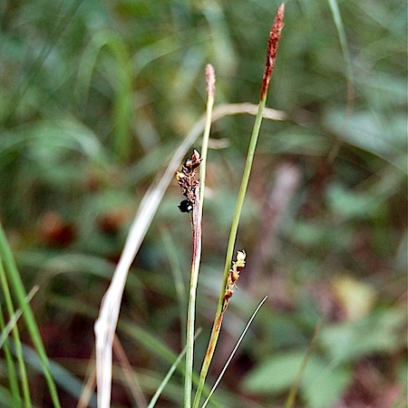Anthracoidea paniceae